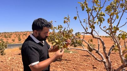 Şanlıurfa’da fıstık bahçelerini bekleyen büyük tehlike: Fitoplazma