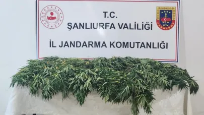 Şanlıurfa’da uyuşturucu operasyonu: 2 gözaltı