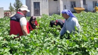 Tarım Müdürlüğü ekipleri hastalıklara karşı çiftçileri bilgilendiriyor