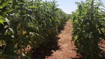 Şanlıurfa susamı yeniden tezgahlara iniyor