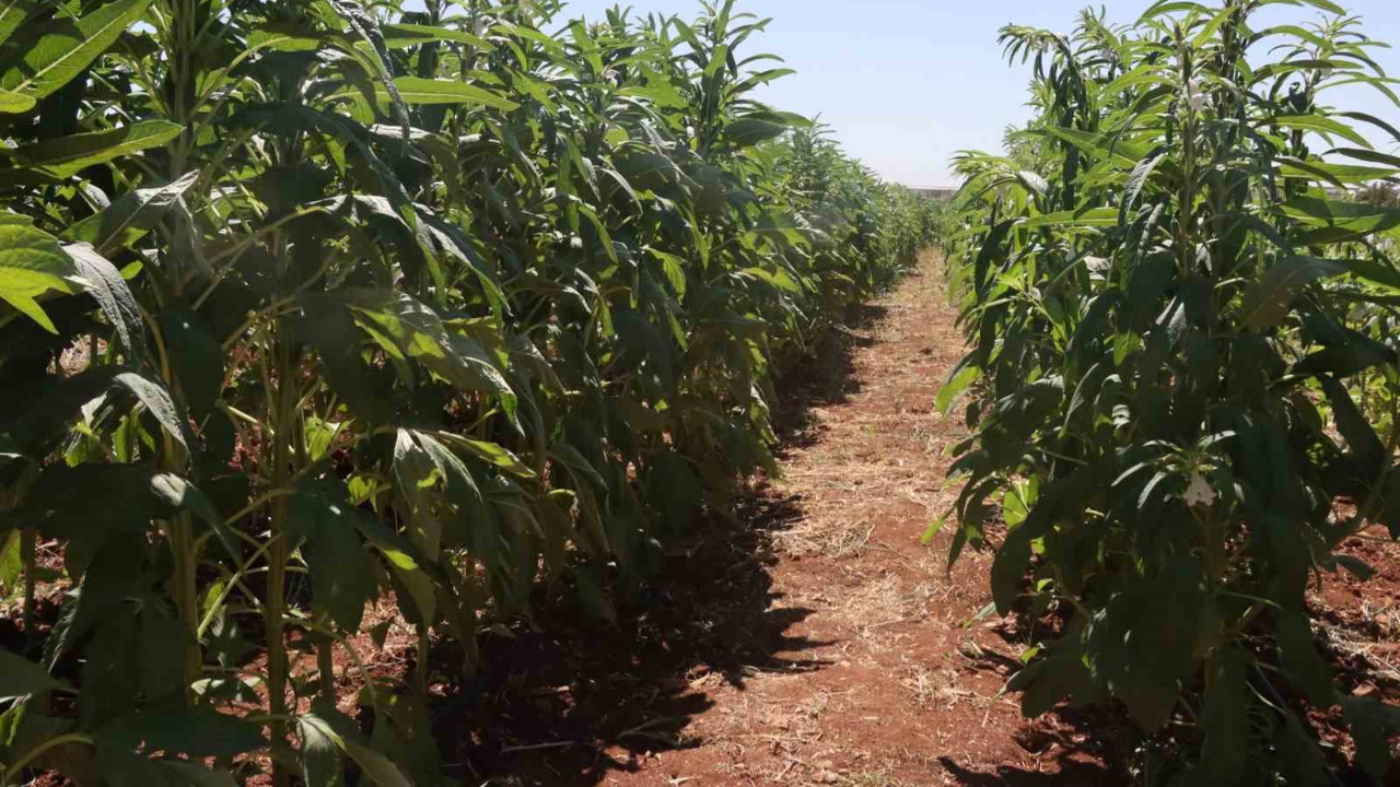 Şanlıurfa susamı yeniden tezgahlara iniyor