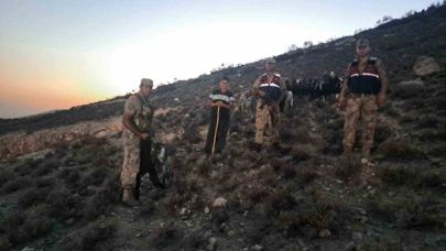 Kaybolan 26 küçükbaş hayvan bulundu