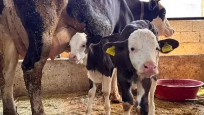 Şanlıurfa'da şap hastalığıyla mücadelede önemli mesafe kat edildi