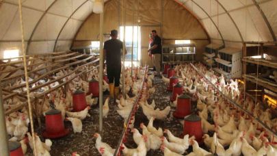 30 tavukla başladığı işletmesinde bin 700 tavuğa ulaştı