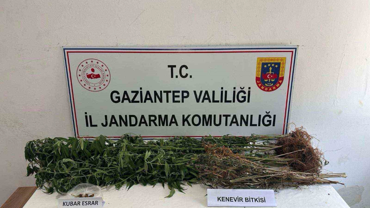 428 kök kenevir ele geçirildi: 5 şahıs tutuklandı