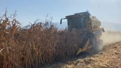 Kuraklık, mısırda verimi düşürdü