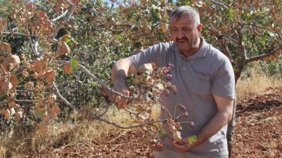 Aşırı sıcaklar Siirt fıstığını vurdu; rekoltede yüzde 80 kayıp bekleniyor