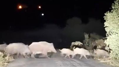 Domuz sürüsü köy yolunu rehin aldı