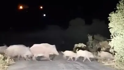 Domuz sürüsü köy yolunu rehin aldı