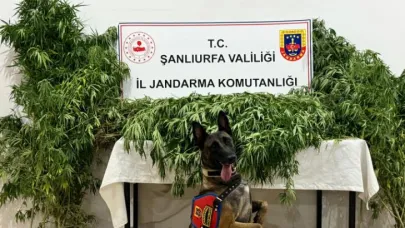 Şanlıurfa'da uyuşturucuya geçit yok: 12 gözaltı