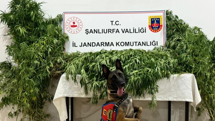 Şanlıurfa'da uyuşturucuya geçit yok: 12 gözaltı