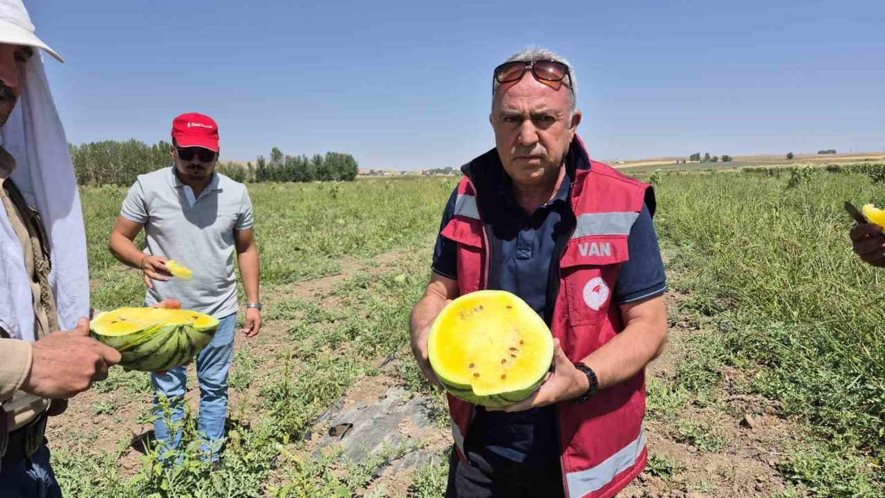 Sarı karpuz dönemi başladı