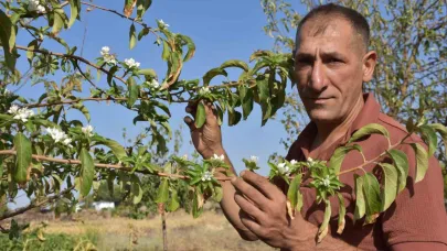 Şanlıurfa’da elma ağaçları ağustos ayında çiçek açtı