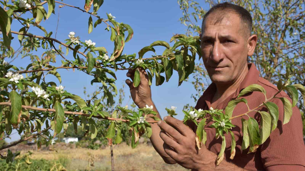 Şanlıurfa’da elma ağaçları ağustos ayında çiçek açtı