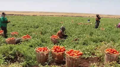 Siverek domatesi dünyanın birçok ülkesine ihraç ediliyor