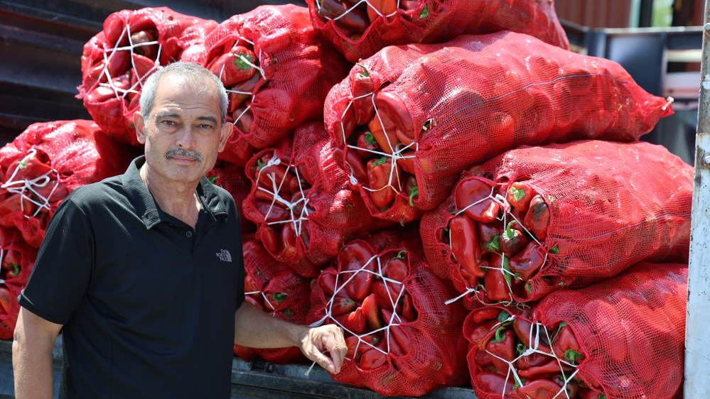 Güneydoğu'da salça telaşı başladı