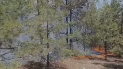Haliliye’de ormanlık alan alevlere teslim oldu