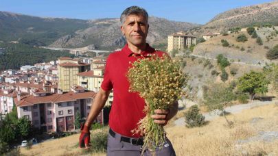 Dağ yamaçlarından topluyor, buketini 100 TL’den satıyor