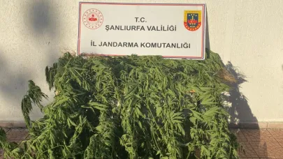 Şanlıurfa’da bir evde 35 kök kenevir bitkisi ele geçirildi