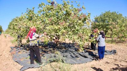 TİGEM’de fıstık hasadı başladı