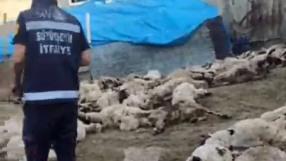 Kurt saldırısı: 111 koyun telef oldu