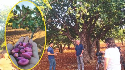 'Şanlıurfa Keten Köyneği' fıstığının hikayesi