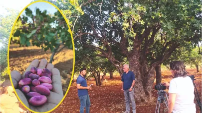 'Şanlıurfa Keten Köyneği' fıstığının hikayesi