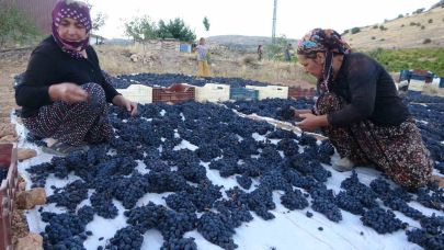 Kilosu 500 TL’den alıcı bulan kuru üzüm yüz güldürüyor