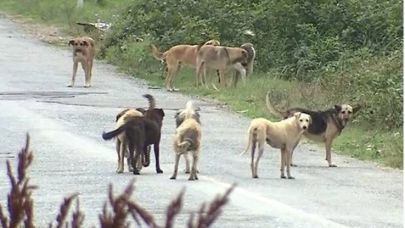 Şanlıurfa'da kaç sahipsiz hayvan var, kaçı toplandı?