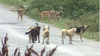Şanlıurfa'da kaç sahipsiz hayvan var, kaçı toplandı?