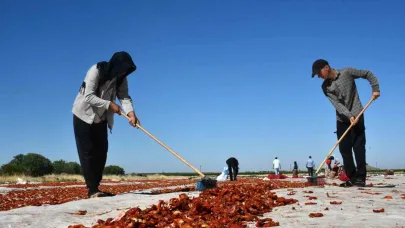 Siverek’te yetiştirilen kuru domatesler dünya pazarlarına ulaşıyor