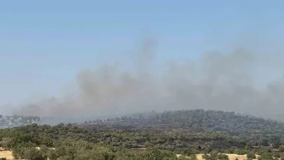 Yangına müdahale eden ekipler kaplumbağalara su verdi