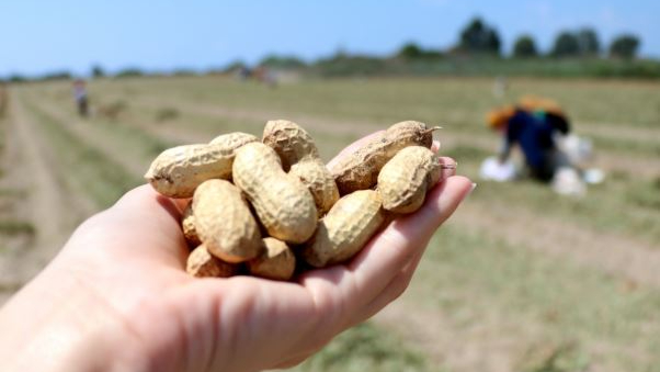 Şanlıurfa’da çiftçi, alternatif tarım ürünlerine yönelmeye başladı