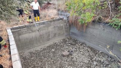 Sulama havuzuna düşen domuzu itfaiye kurtardı