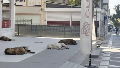 Şanlıurfa’da sahipsiz köpek sorunu: Vatandaşlar tedirgin