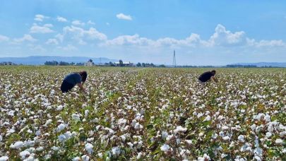 Şanlıurfa'da pamuk çiftçisine uygulamalı eğitim verilecek