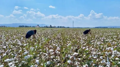 Şanlıurfa'da pamuk çiftçisine uygulamalı eğitim verilecek