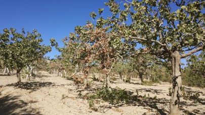 Fıstık Üreticileri Başkanından çiftçilere ‘budama’ uyarısı