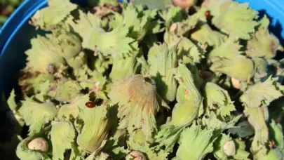 Adana'da Karadeniz fındığı yetiştirdiler