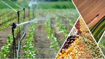 Şanlıurfalı çiftçilere müjde: Ödemeler hesaplara yattı