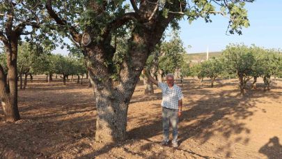 Şanlıurfa'da fıstık ağaçları kuruma tehlikesi yaşıyor