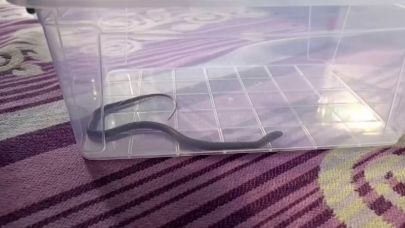 4’üncü kattaki bir evin çocuk odasına yılan girdi
