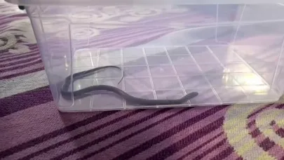 4’üncü kattaki bir evin çocuk odasına yılan girdi