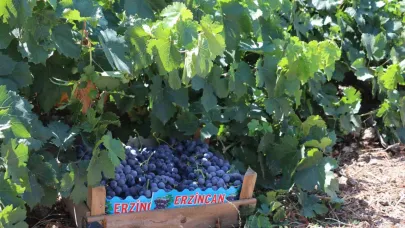 Zirai dondan etkilenen çiftçilere destek