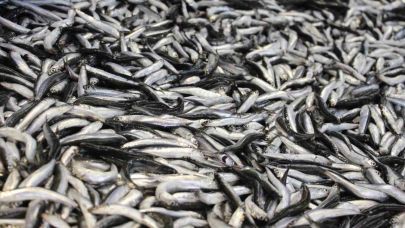 Hamsi kilosu 200 liradan tezgahlarda yerini aldı