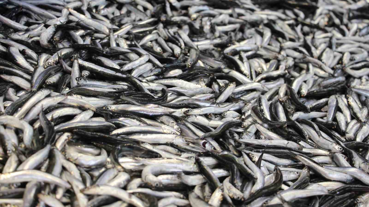 Hamsi kilosu 200 liradan tezgahlarda yerini aldı