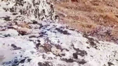 Halfeti’de nesli tükenme tehlikesi altında olan çizgili sırtlan görüldü