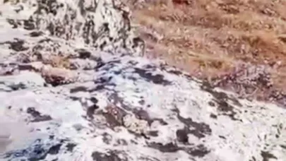 Halfeti’de nesli tükenme tehlikesi altında olan çizgili sırtlan görüldü