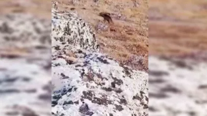 Şanlıurfa'da çizgili sırtlan görüldü
