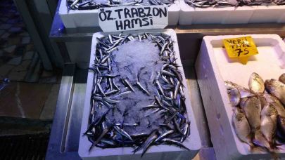 Balıkçılarda erken gelen hamsinin Türk karasularını erken terk edeceği endişesi